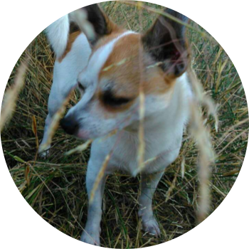 My little baby. It's a dog, a chihuahua